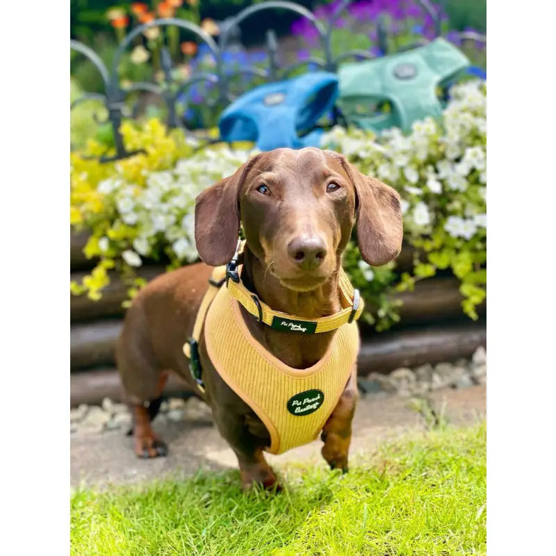 Mustard Yellow Luxury Corduroy Dog Harness - Pet Pooch - 5