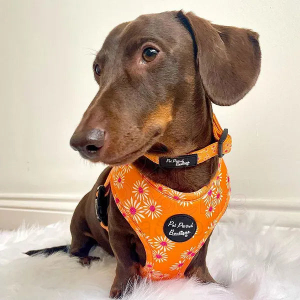 Orange Daisies Dog Harness - Sale - 3