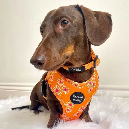 Orange Daisies Dog Harness - Sale - 3
