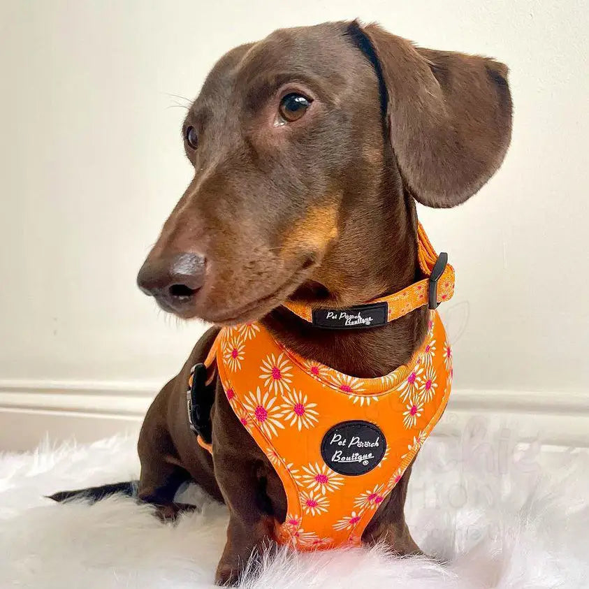 Orange Daisies Dog Harness Xs - Sale - 3