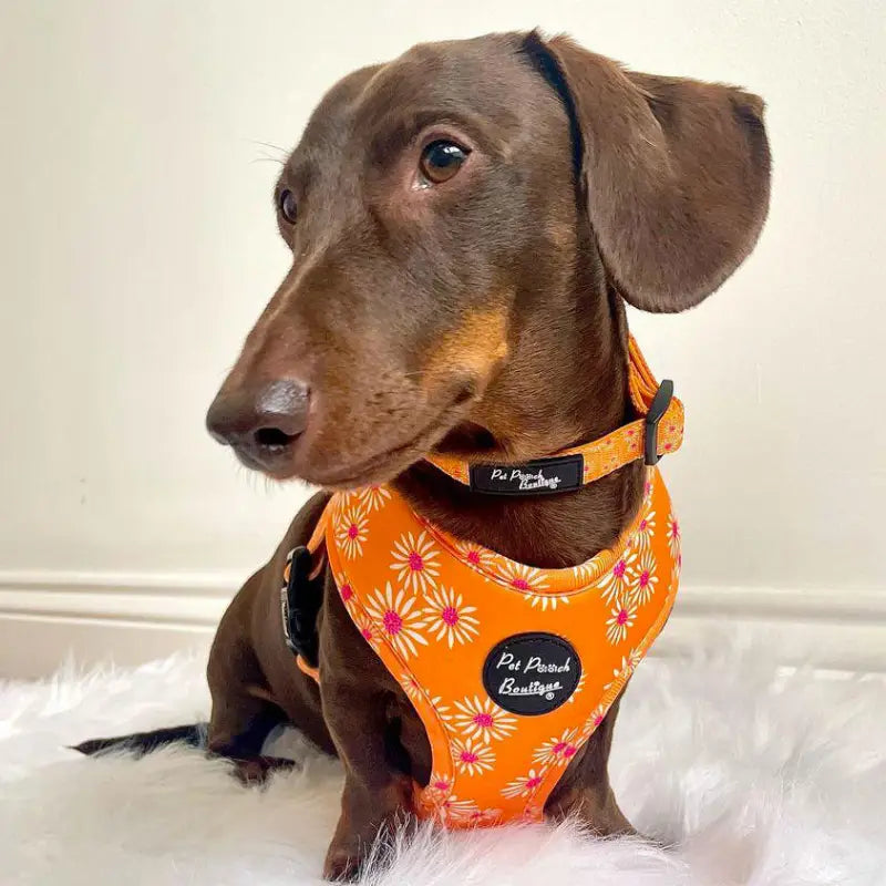 Orange Daisies Puppy Dog Collar - Pet Pooch - 3