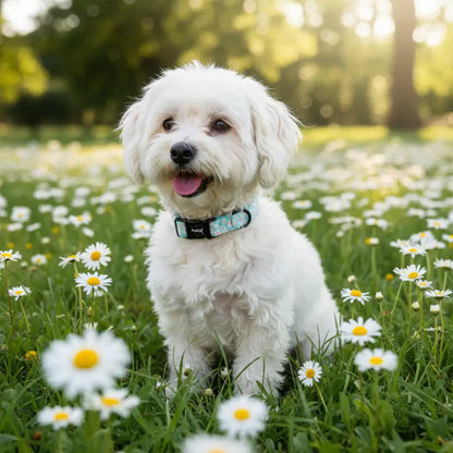 Pastel Daisy Dog Collar - Pupclub Couture - 2