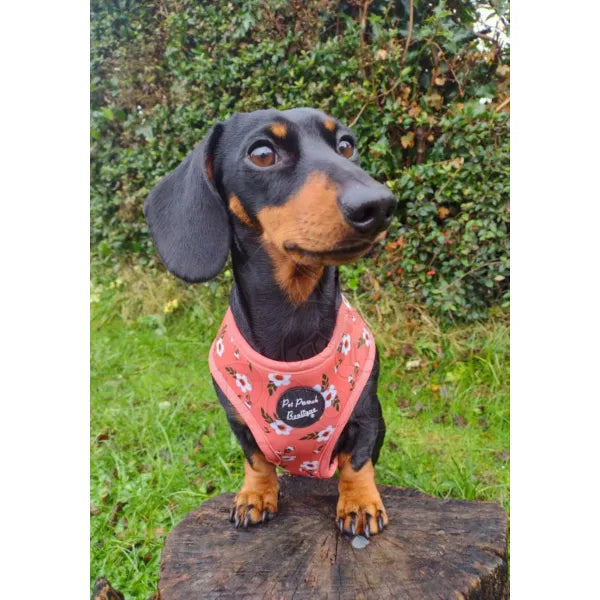 Peach Blossom Dog Harness - Pet Pooch - 3