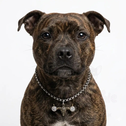 Pewter Box Chain Dog Necklace with Bull Skull Pendant - Clear Crystals - Posh Pawz - 2