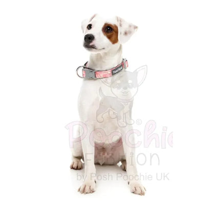 Pink Lemonade Dog Collar by Fuzzyard Fuzzyard 2