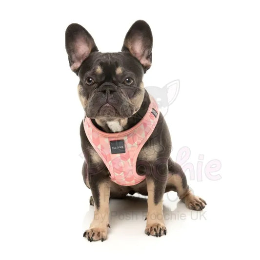 Pink Lemonade Step in Dog Harness by Fuzzyard Fuzzyard 2
