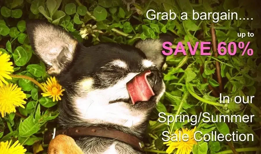 Dog accessories online for sale