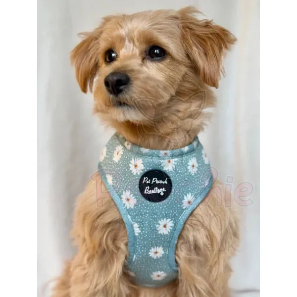 Pretty Little Daisies Dog Harness - Pet Pooch - 3