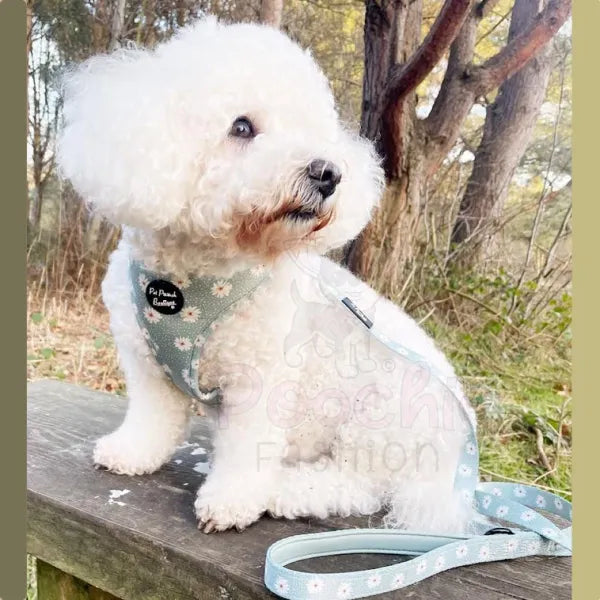 Pretty Little Daisies Dog Lead - Pet Pooch - 2
