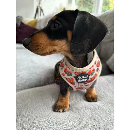 Pumpkin Harvest Dog Harness - Pet Pooch - 3