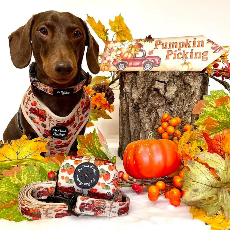 Pumpkin Harvest Dog Poo Bag Holder - Pet Pooch - 2