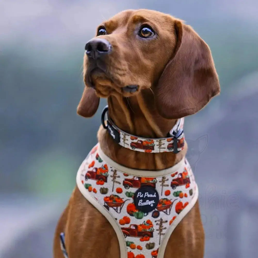 Pumpkin Harvest Patch Dog Harness - Pet Pooch - 2