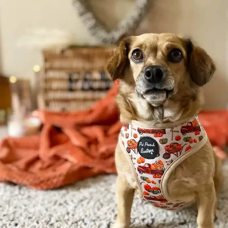 Pumpkin Harvest Patch Dog Harness - Pet Pooch - 4