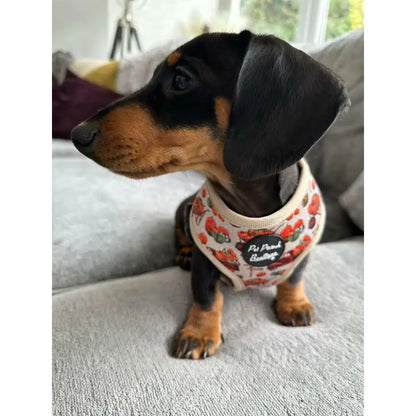 Pumpkin Harvest Patch Dog Harness - Pet Pooch - 3