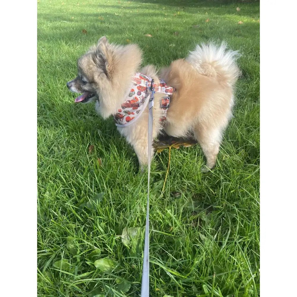 Pumpkin Harvest Patch Dog Harness - Pet Pooch - 5