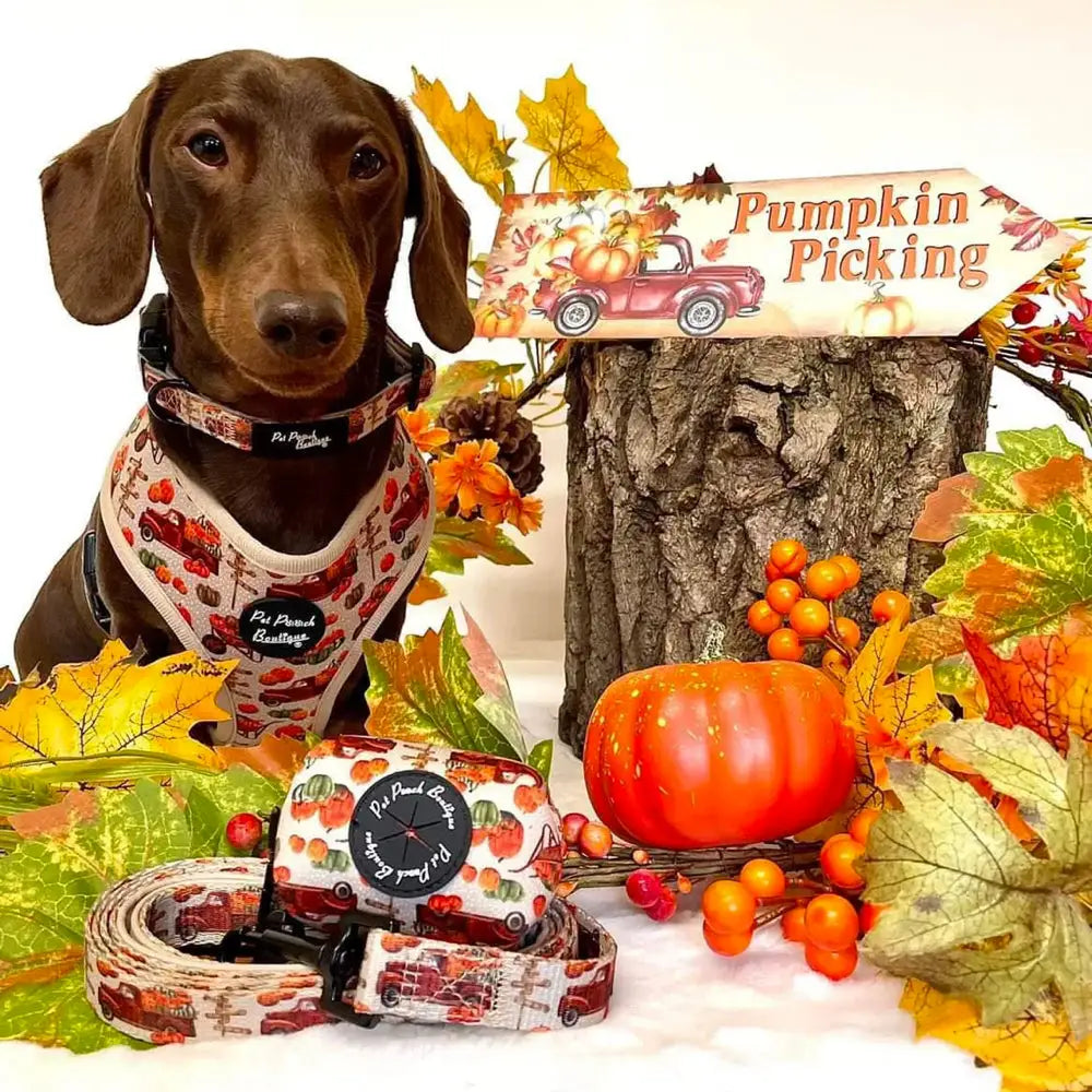 Pumpkin Patch Cart Dog Harness - Pet Pooch - 6