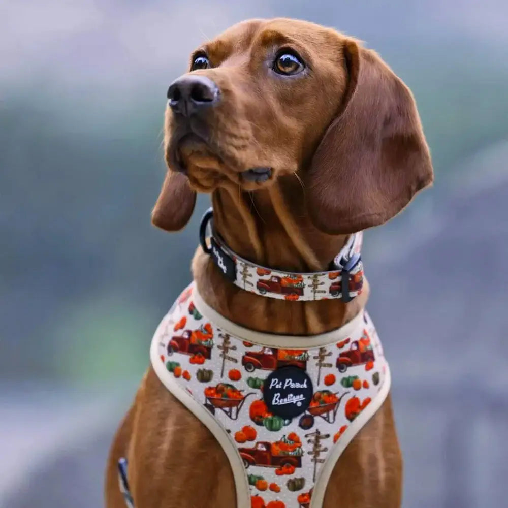 Pumpkin Patch Cart Dog Harness - Pet Pooch - 2