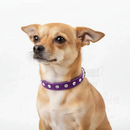 Purple Plush Velvet Diamante Dog Collar - Posh Pawz - 2