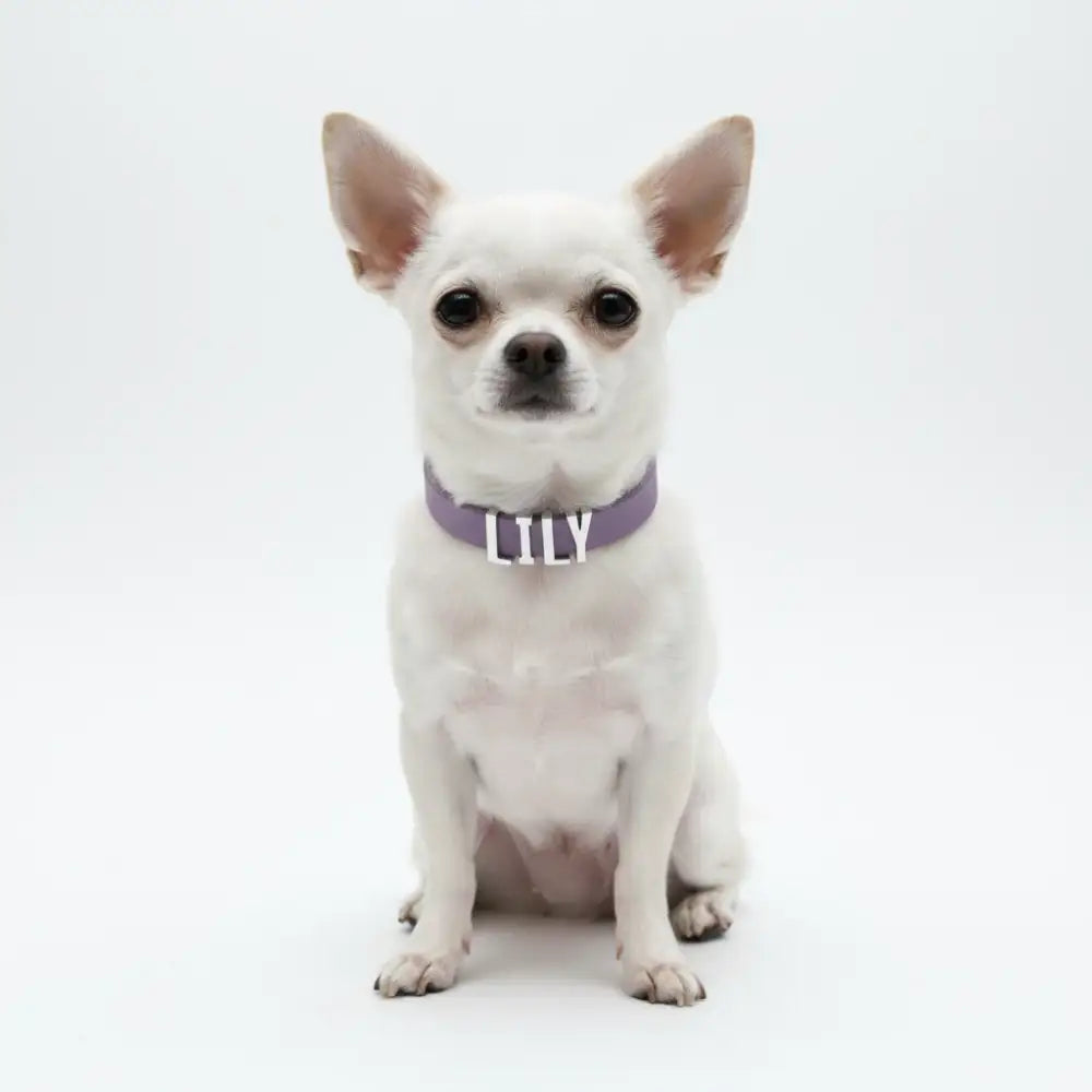 Purple Waterproof Personalised Dog Collar with Large Chrome Letters - Poochie Fashion - 2