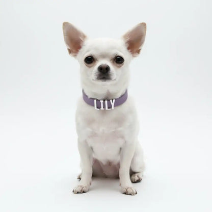Purple Waterproof Personalised Dog Collar with Large Chrome Letters - Poochie Fashion - 2