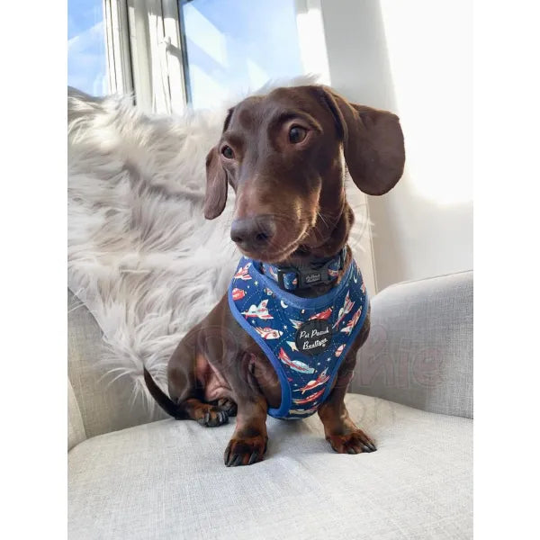 Racing Rockets Dog Harness - Pet Pooch - 3