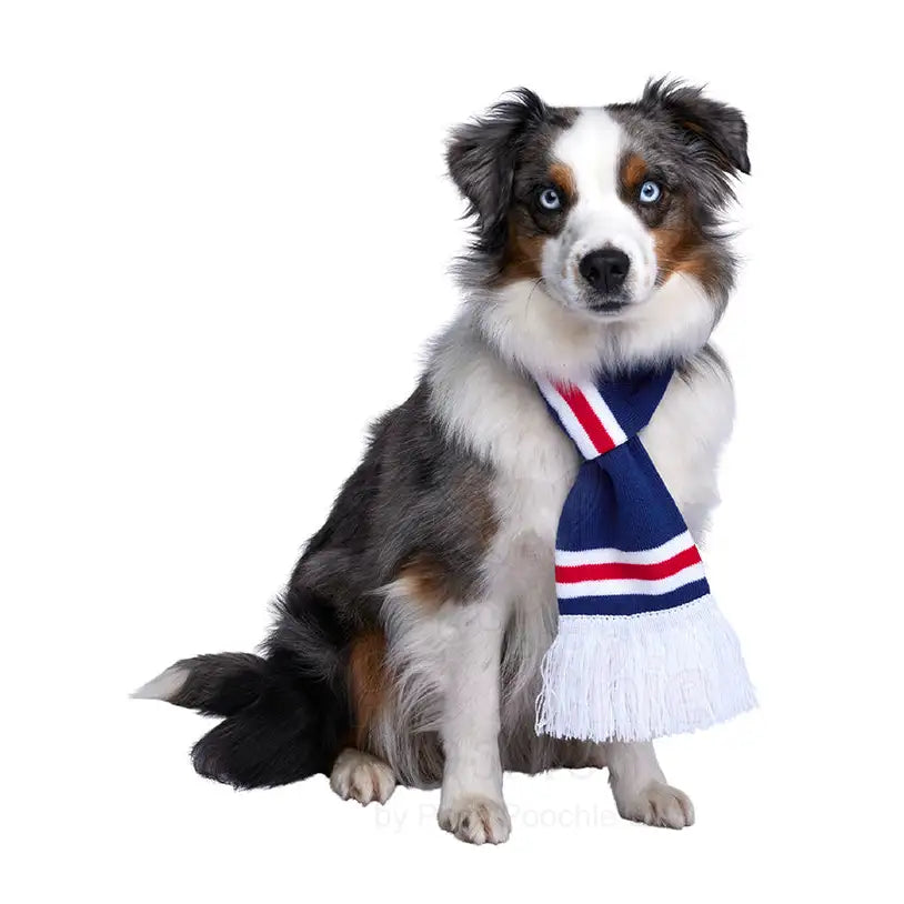 Rangers Football Team Dog Scarf - Sale - 5