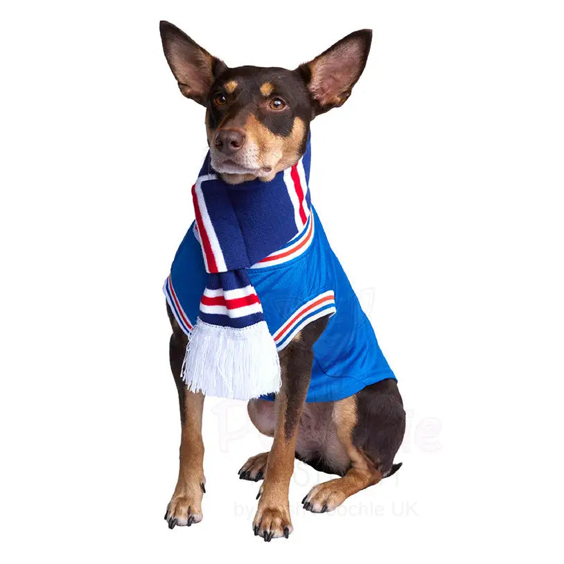 Rangers Football Team Dog Scarf - Sale - 3