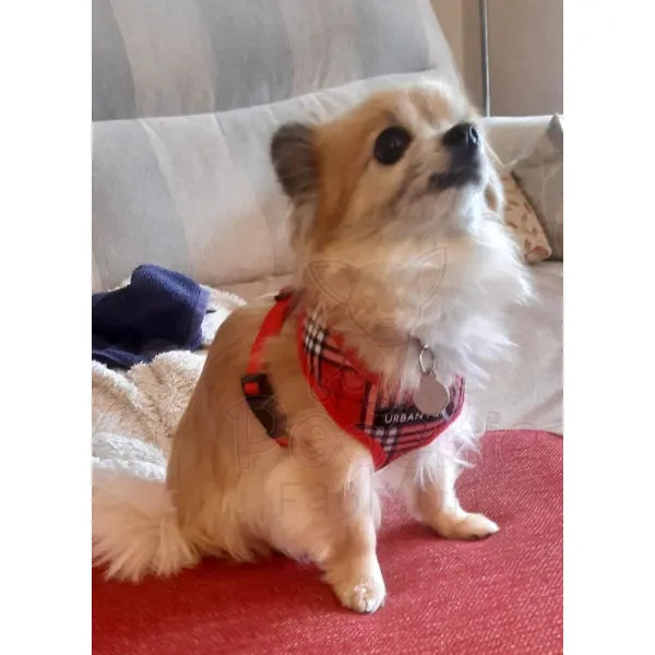 Red Tartan Dog Harness - Urban Pup - 4