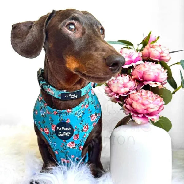 Rosie Rose Dog Collar - Pet Pooch - 2