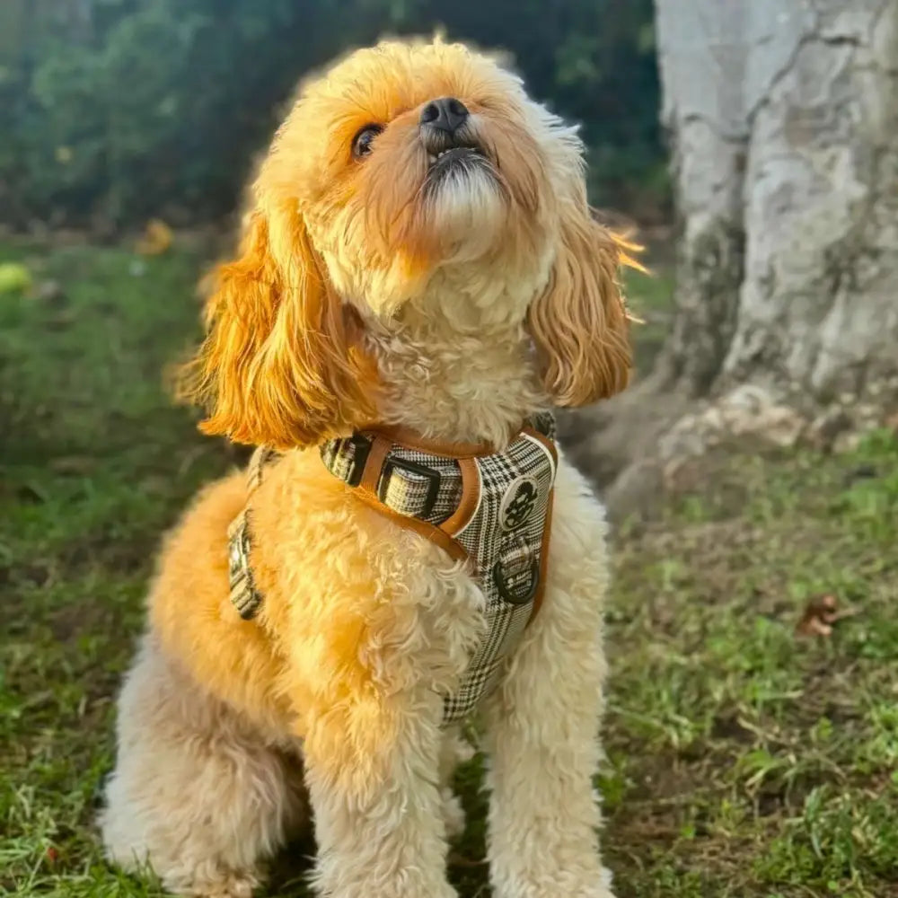 Rugged Rover™ Dog Harness – Heavy Duty No-pull with Handles - Foxbury Plaid - Pupclub Couture - 5
