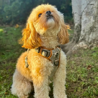 Rugged Rover™ Dog Harness – Heavy Duty No-pull with Handles - Foxbury Plaid - Pupclub Couture - 5