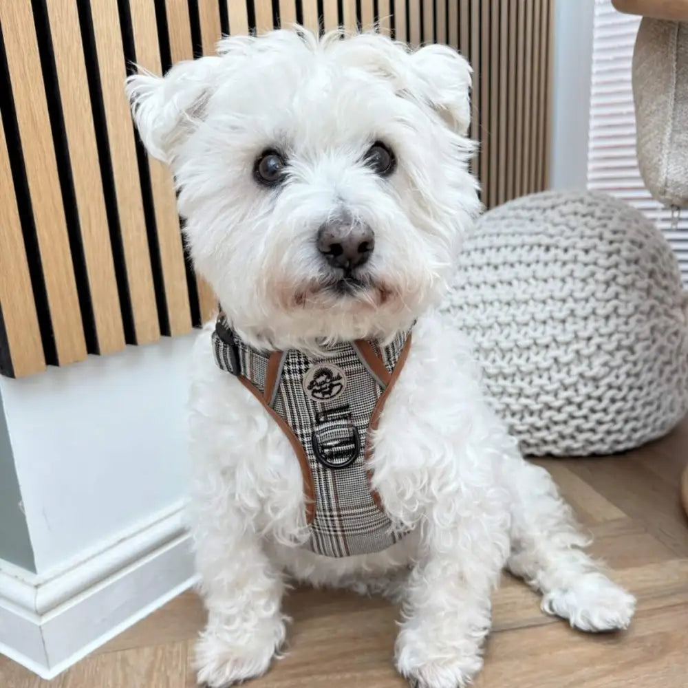 Rugged Rover™ Dog Harness – Heavy Duty No-pull with Handles - Foxbury Plaid - Pupclub Couture - 9