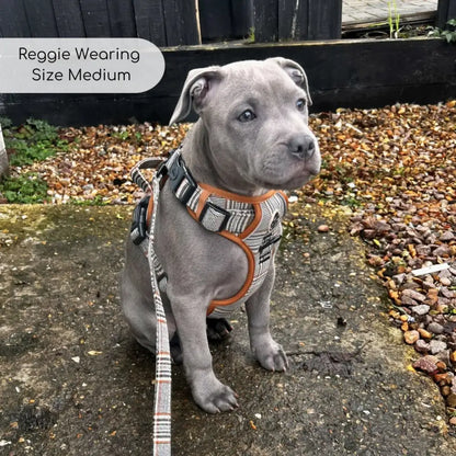 Rugged Rover™ Dog Harness – Heavy Duty No-pull with Handles - Foxbury Plaid - Pupclub Couture - 7