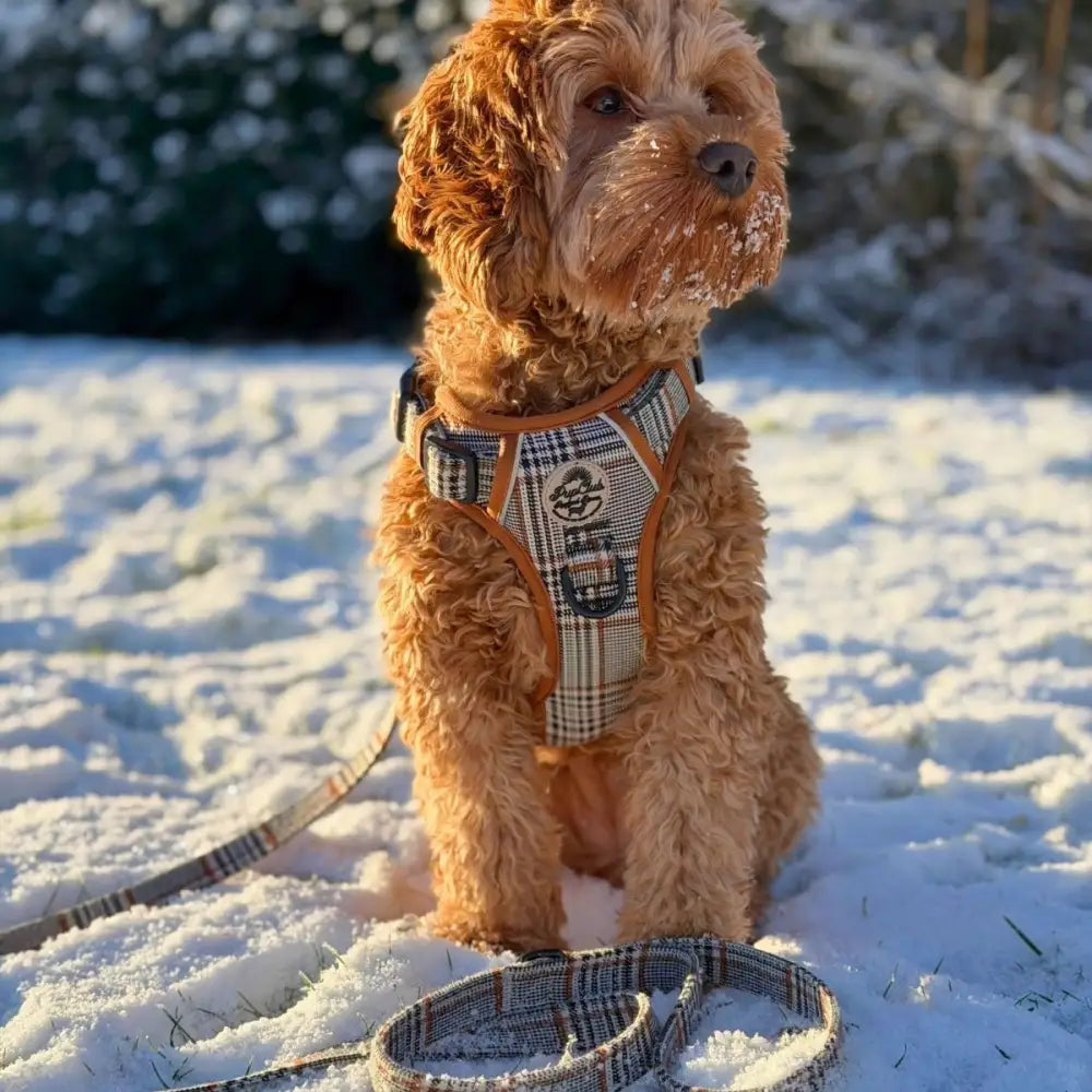 Rugged Rover™ Dog Harness – Heavy Duty No-pull with Handles - Foxbury Plaid - Pupclub Couture - 8