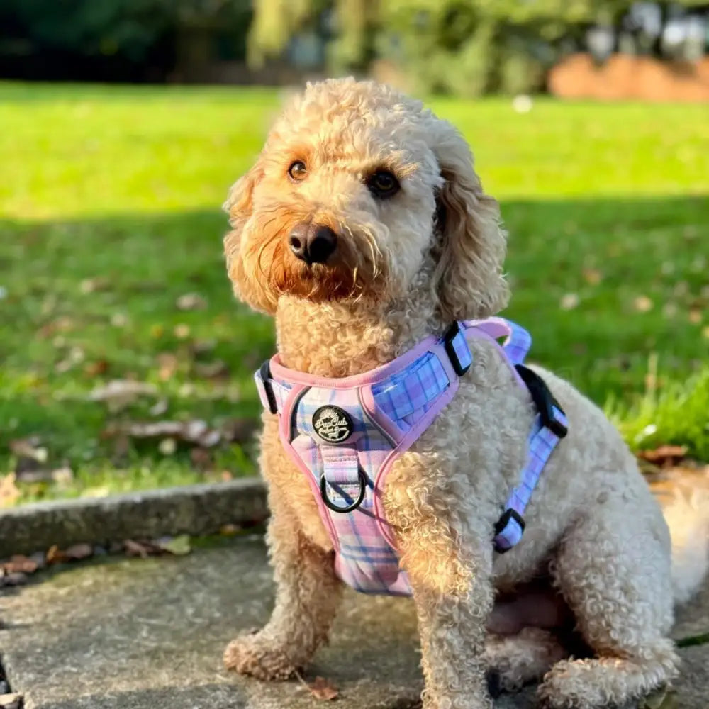 Rugged Rover™ Dog Harness - Pink Tartan - Pupclub Couture - 3