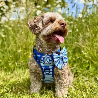 Rugged Rover™ Dog Harness - Sea Breeze Stripes - Pupclub Couture - 3