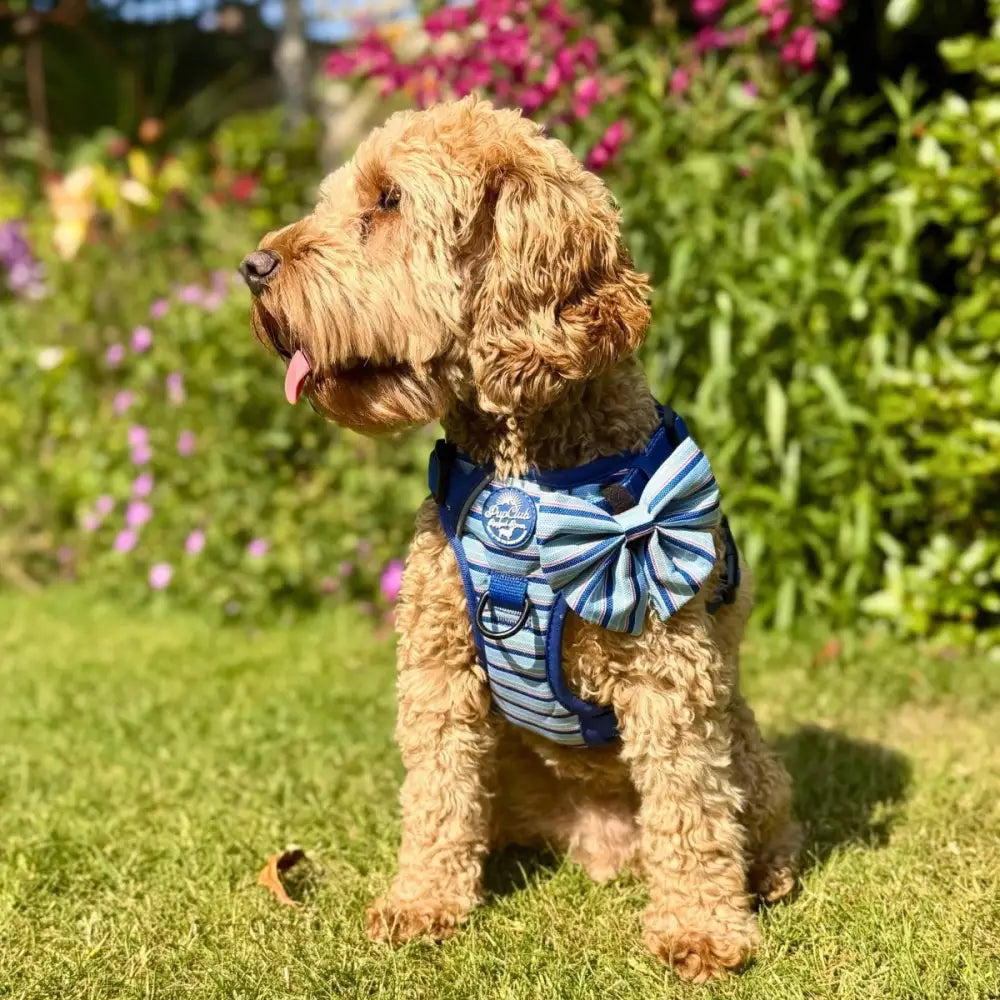 Rugged Rover™ Dog Harness - Sea Breeze Stripes - Pupclub Couture - 4