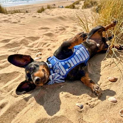 Rugged Rover™ Dog Harness - Sea Breeze Stripes - Pupclub Couture - 6