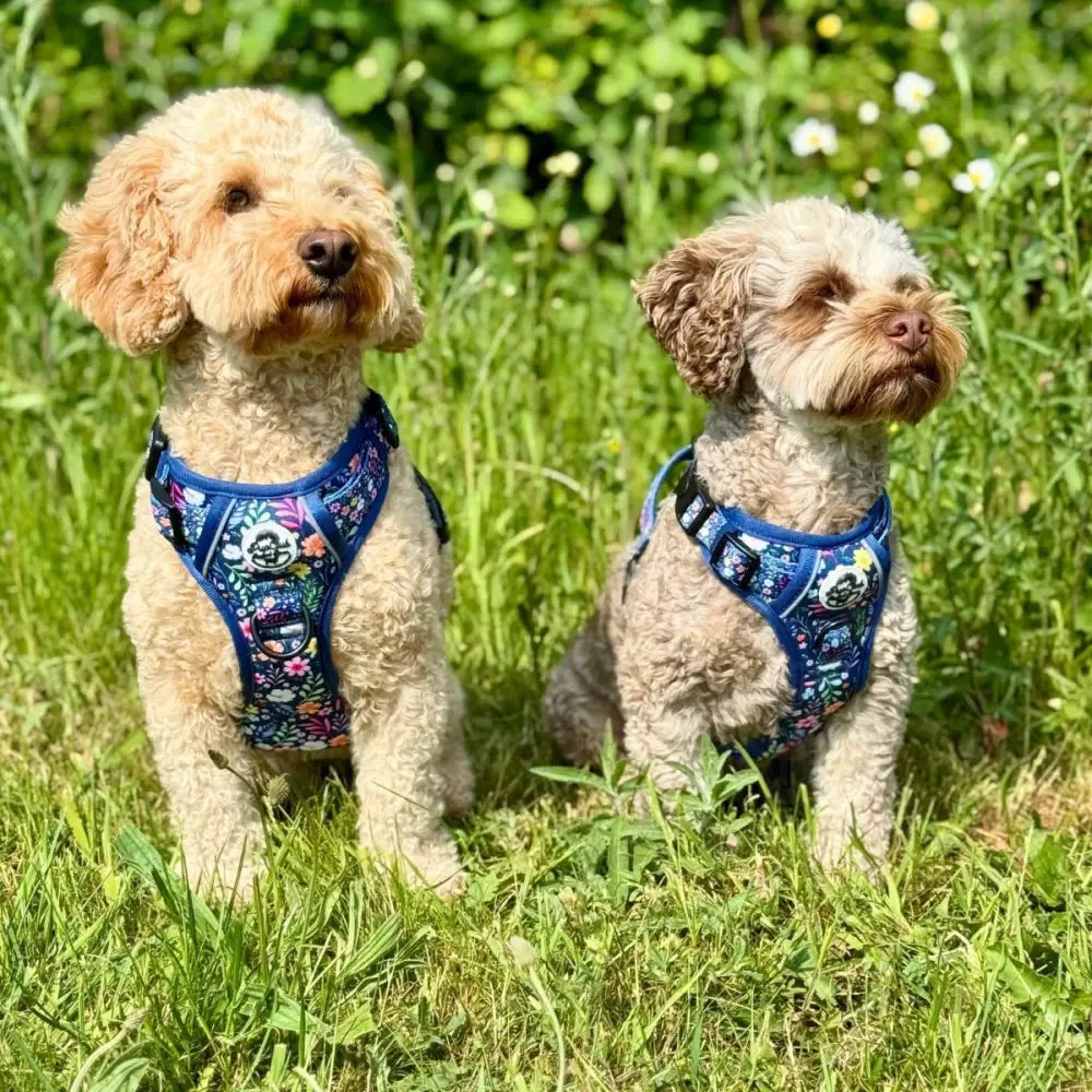 Rugged Rover™ Dog Harness - Summer Meadow - Pupclub Couture - 5