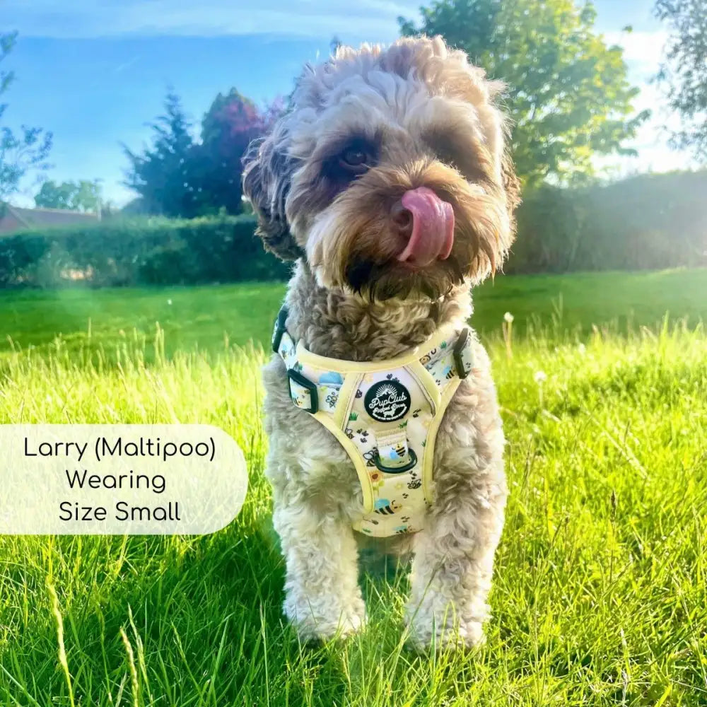 Rugged Rover™ Harness - Bee-utiful Summer - Pupclub Couture - 3