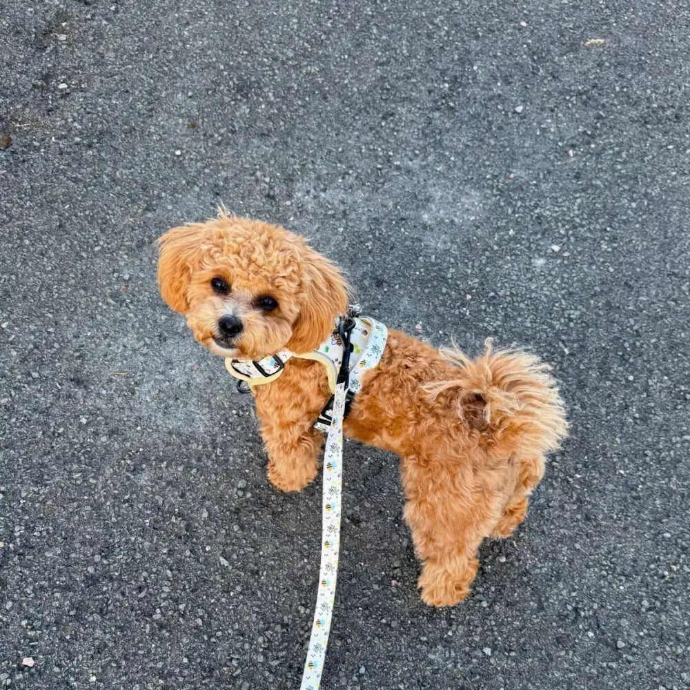 Rugged Rover™ Harness - Bee-utiful Summer - Pupclub Couture - 9