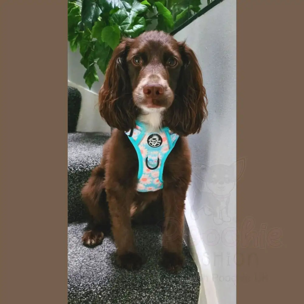 Rugged Rover™ Harness - Pastel Daisy - Pupclub Couture - 5
