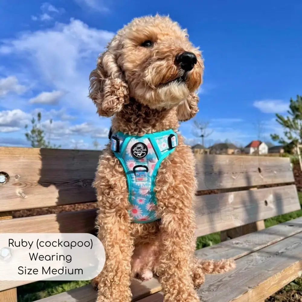 Rugged Rover™ Harness - Pastel Daisy - Pupclub Couture - 3