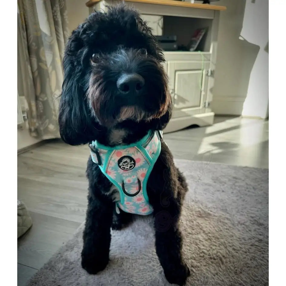 Rugged Rover™ Harness - Pastel Daisy - Pupclub Couture - 7