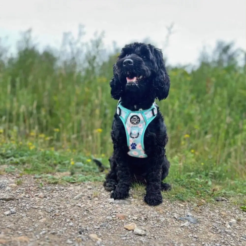 Rugged Rover™ Harness - Pastel Daisy - Pupclub Couture - 8