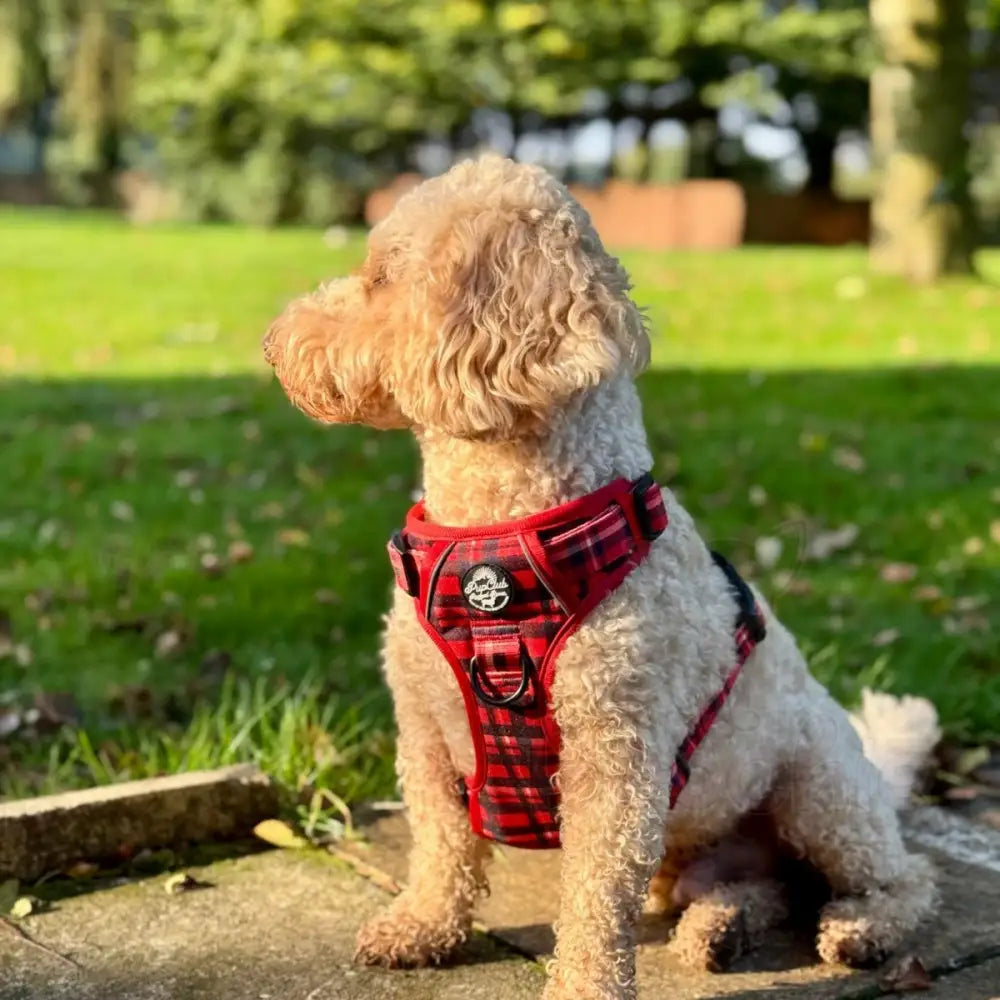 Rugged Rover™ Harness - Red Tartan - Pupclub Couture - 3