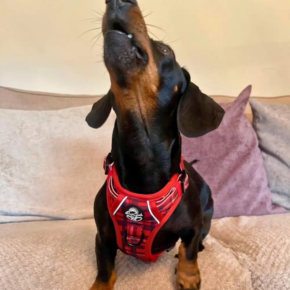 Rugged Rover™ Harness - Red Tartan - Pupclub Couture - 7
