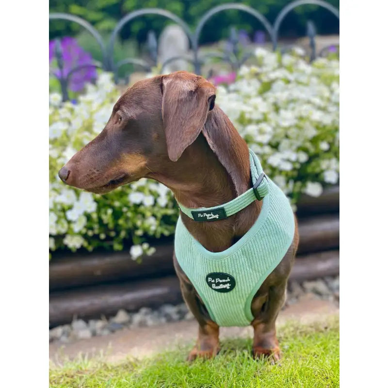 Sage Green Luxury Corduroy Dog Collar - Pet Pooch - 3