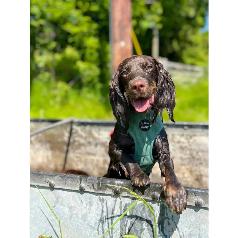 Sage Green Luxury Corduroy Dog Harness - Pet Pooch - 5