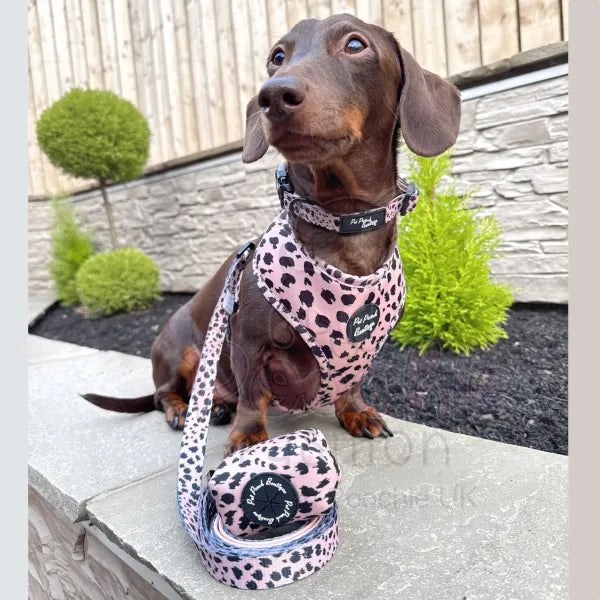Scruffy Dots Dog Harness - Pet Pooch - 2